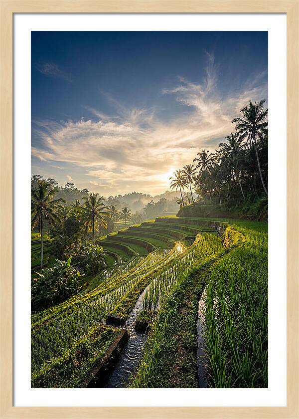 Tegallalang Rice Terraces At Golden Hour