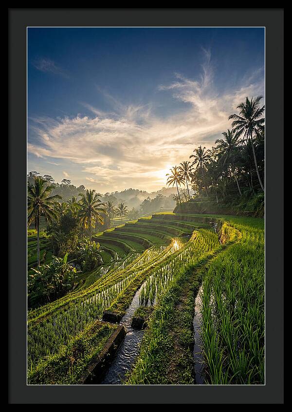 Tegallalang Rice Terraces At Golden Hour