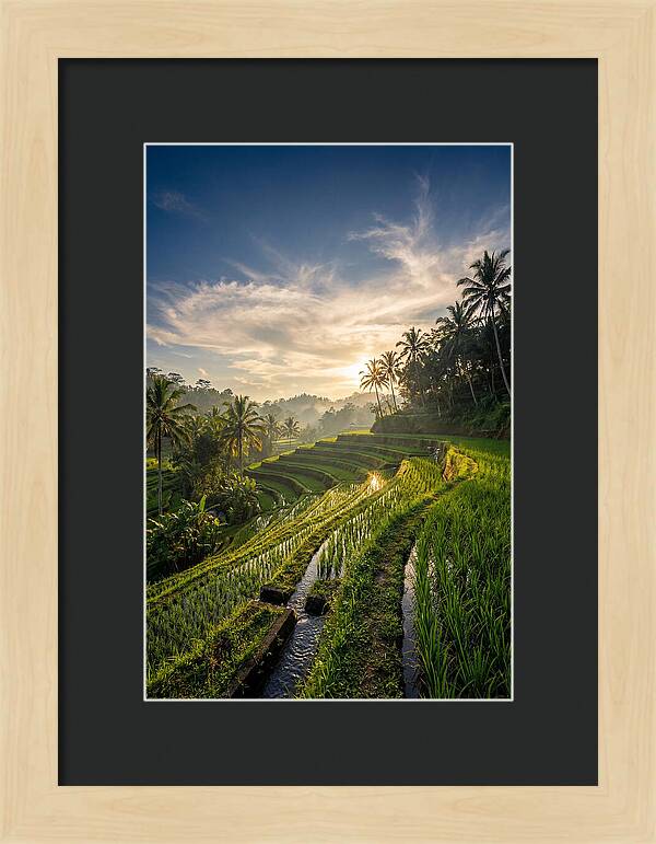 Tegallalang Rice Terraces At Golden Hour