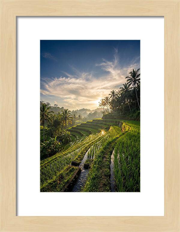 Tegallalang Rice Terraces At Golden Hour