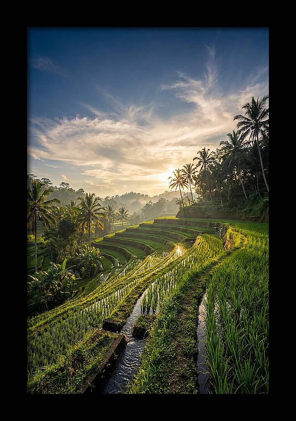Tegallalang Rice Terraces At Golden Hour