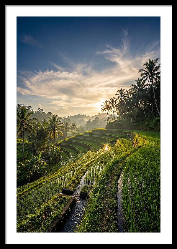 Tegallalang Rice Terraces At Golden Hour