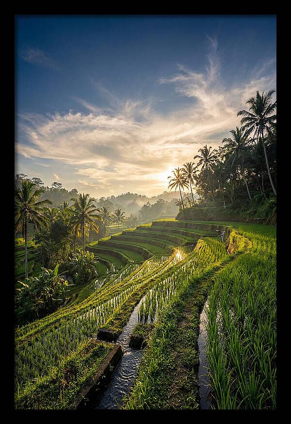 Tegallalang Rice Terraces At Golden Hour