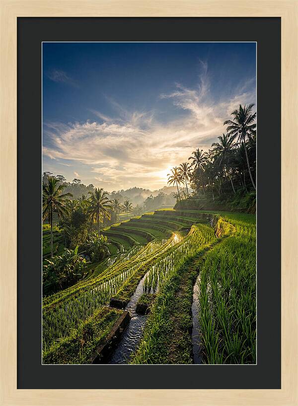 Tegallalang Rice Terraces At Golden Hour