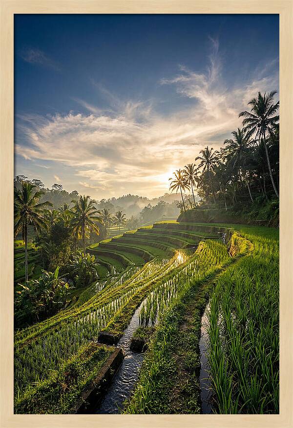 Tegallalang Rice Terraces At Golden Hour