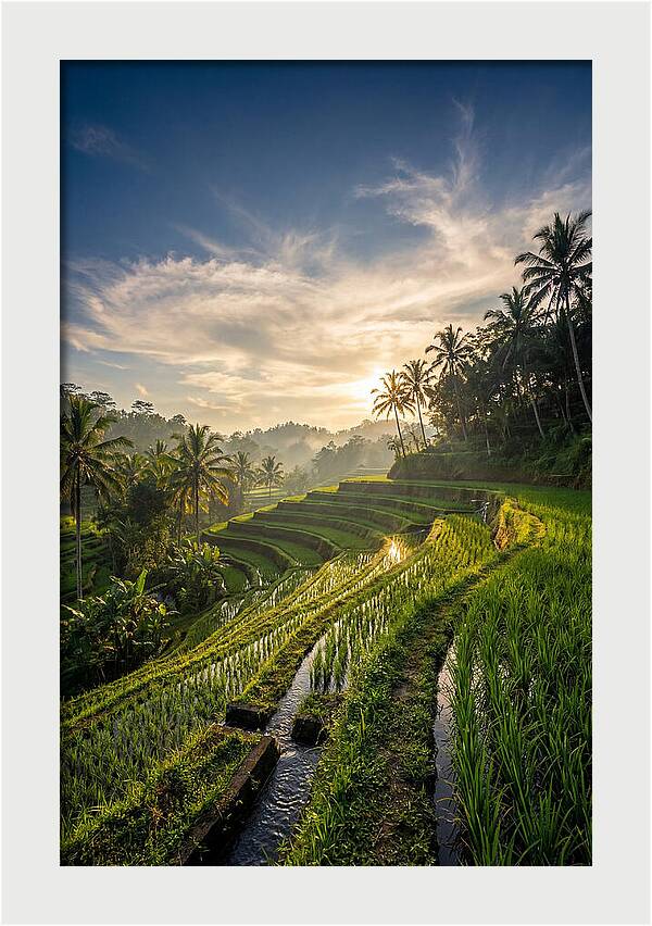 Tegallalang Rice Terraces At Golden Hour