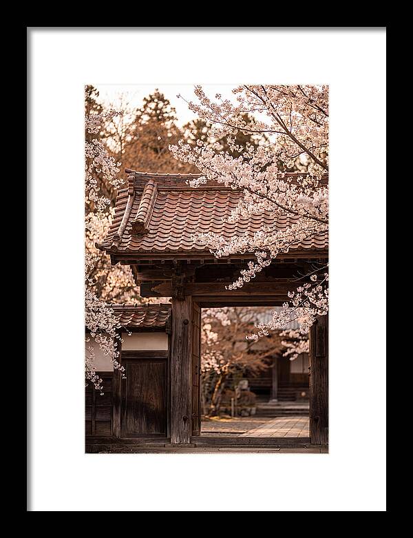 Temple Gate Framed By Blossoms