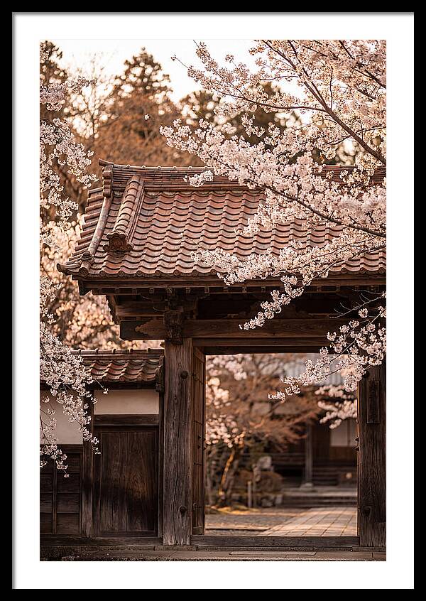 Temple Gate Framed By Blossoms