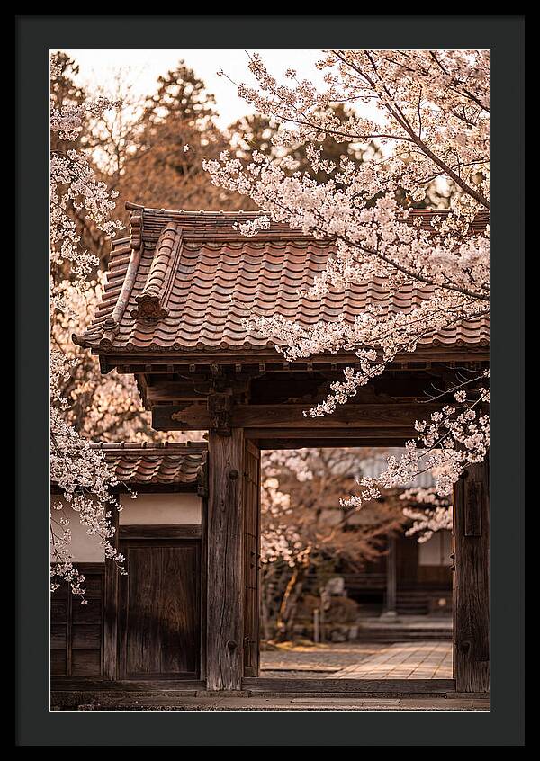Temple Gate Framed By Blossoms
