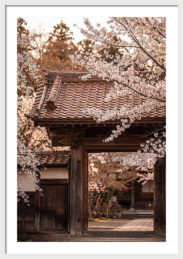 Temple Gate Framed By Blossoms