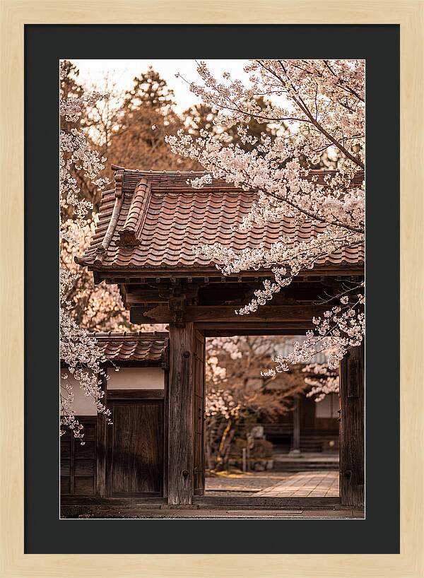 Temple Gate Framed By Blossoms