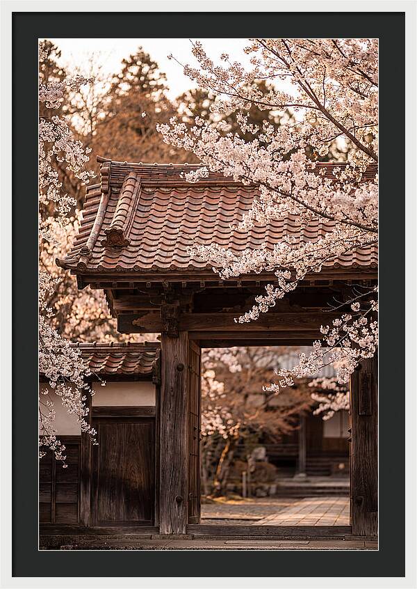 Temple Gate Framed By Blossoms