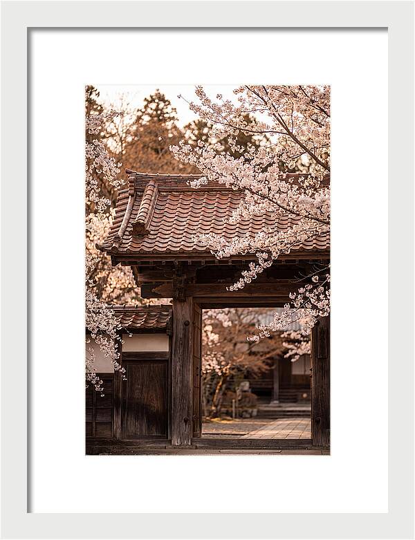 Temple Gate Framed By Blossoms