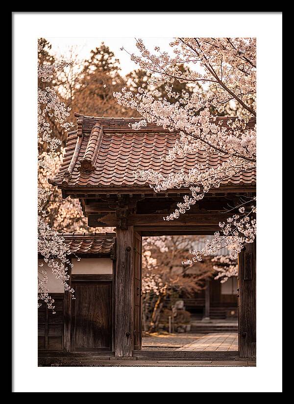 Temple Gate Framed By Blossoms