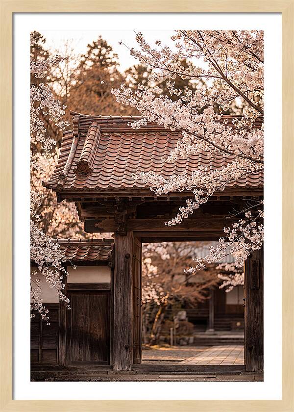 Temple Gate Framed By Blossoms