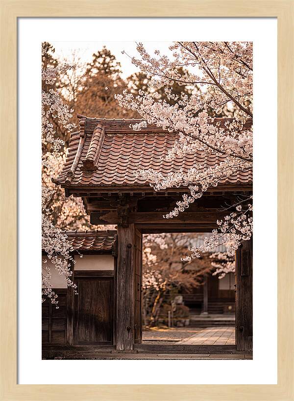 Temple Gate Framed By Blossoms