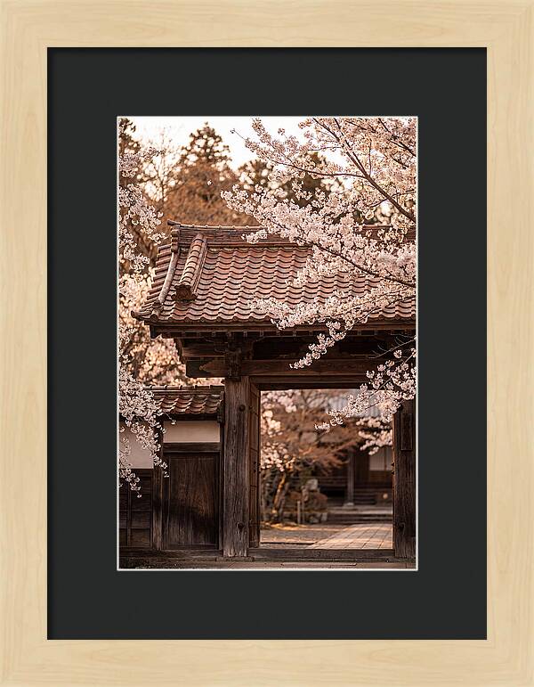 Temple Gate Framed By Blossoms