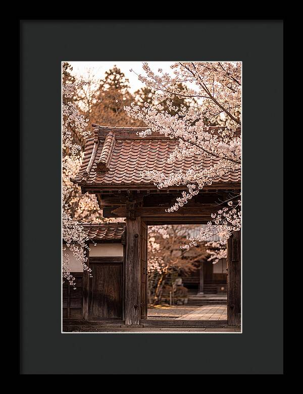 Temple Gate Framed By Blossoms