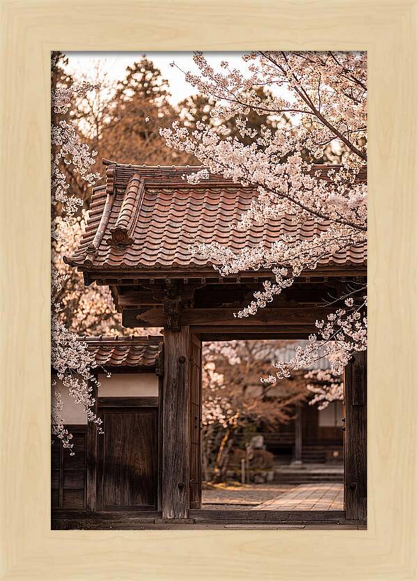 Temple Gate Framed By Blossoms