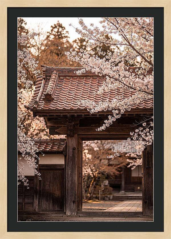 Temple Gate Framed By Blossoms