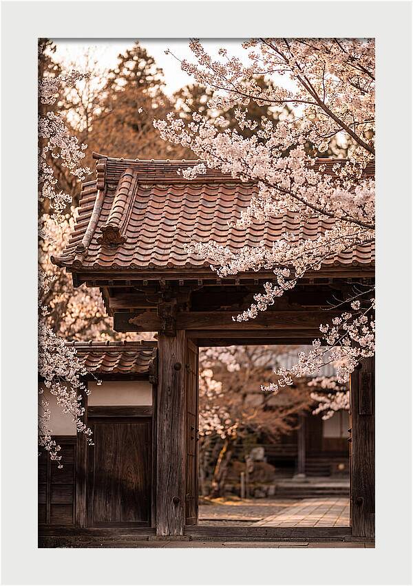 Temple Gate Framed By Blossoms