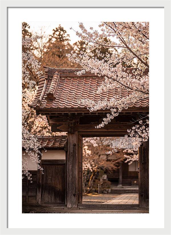 Temple Gate Framed By Blossoms