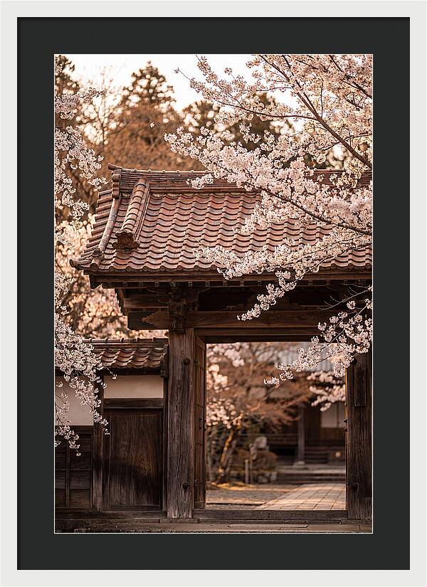 Temple Gate Framed By Blossoms