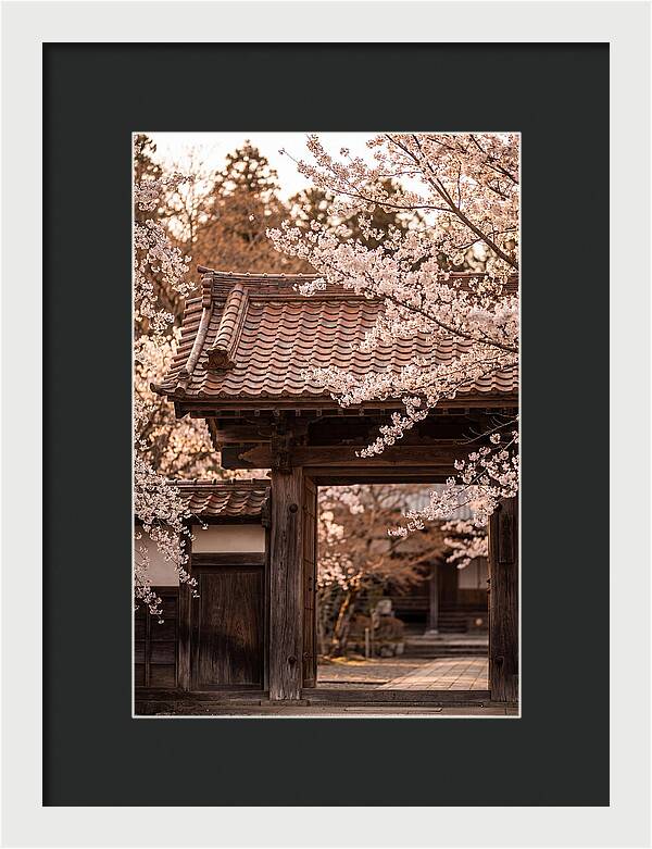 Temple Gate Framed By Blossoms