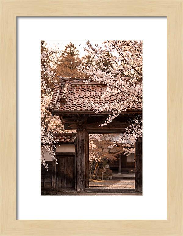 Temple Gate Framed By Blossoms