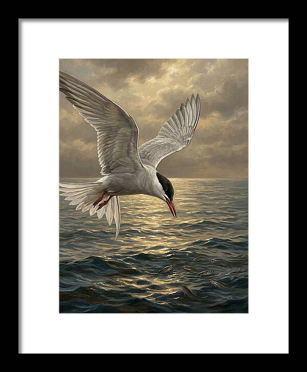 Tern Diving Into Water