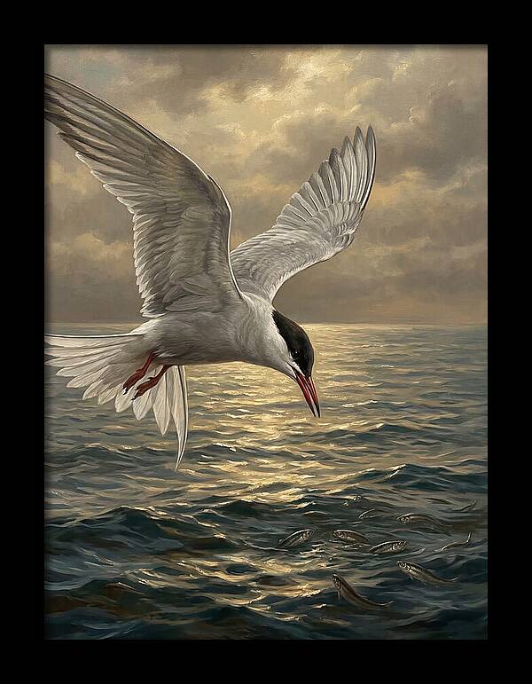 Tern Diving Into Water
