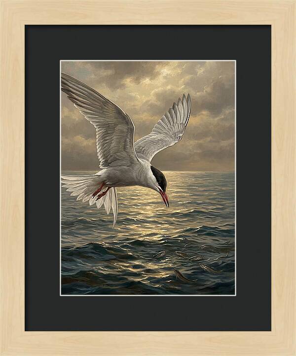 Tern Diving Into Water