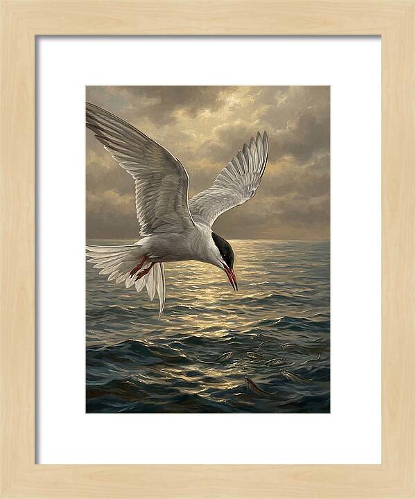 Tern Diving Into Water