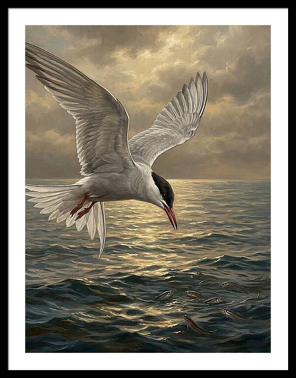 Tern Diving Into Water