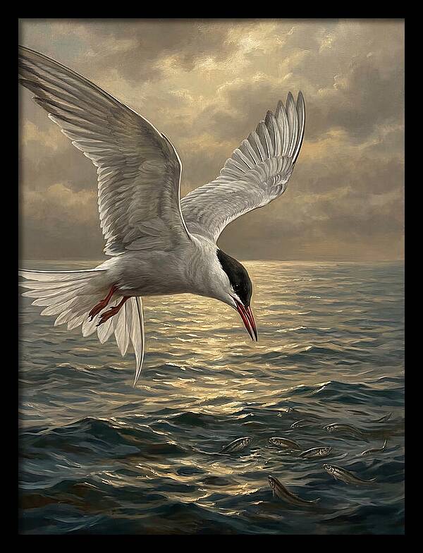 Tern Diving Into Water