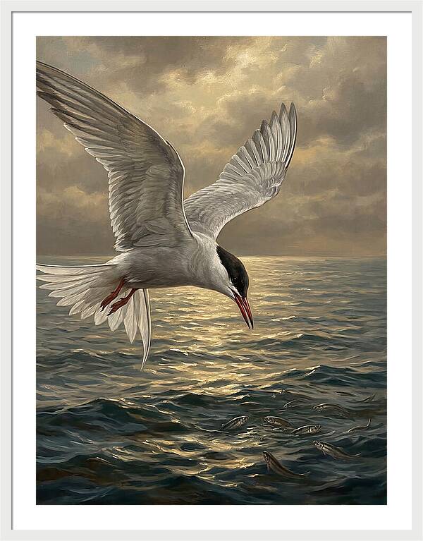 Tern Diving Into Water
