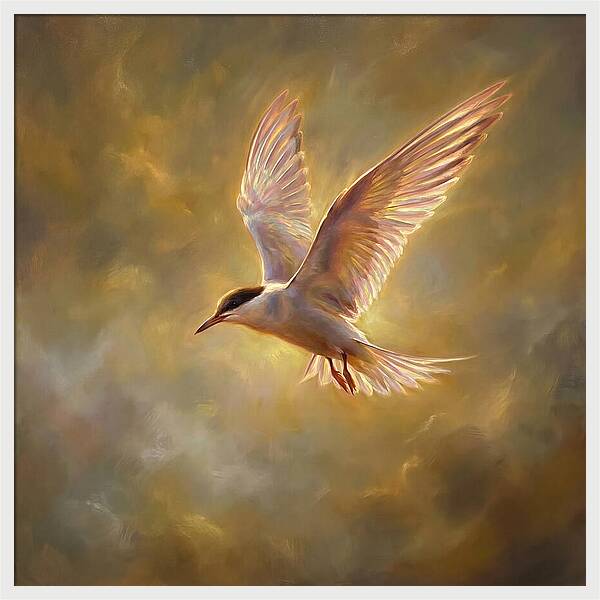 Tern In Flight