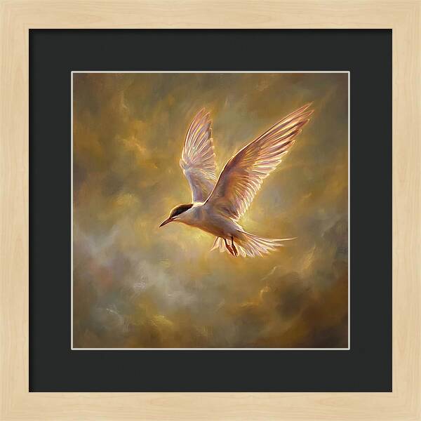 Tern In Flight