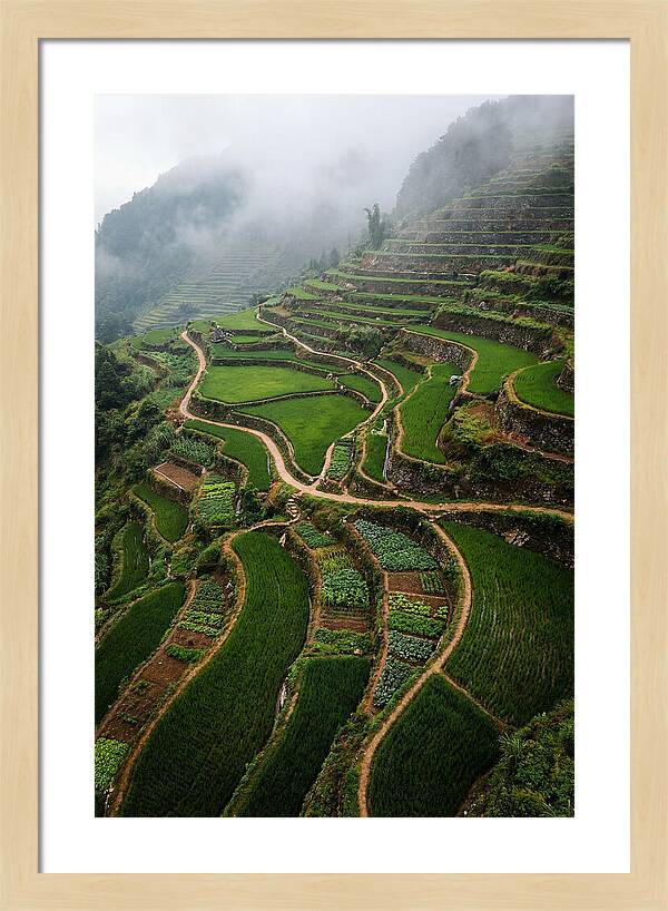 Terraced Hillside Overlook