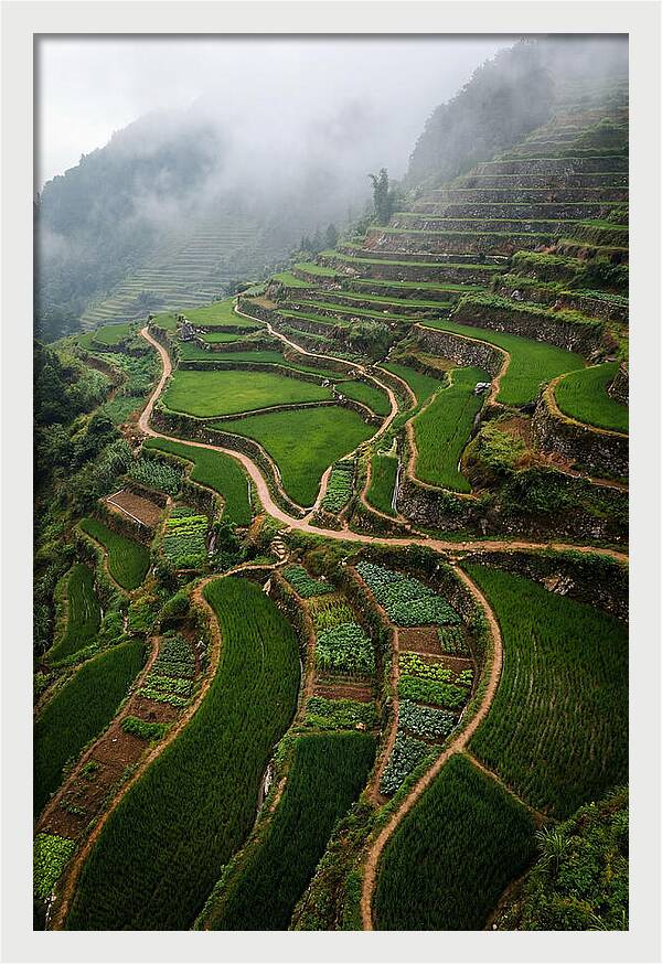 Terraced Hillside Overlook