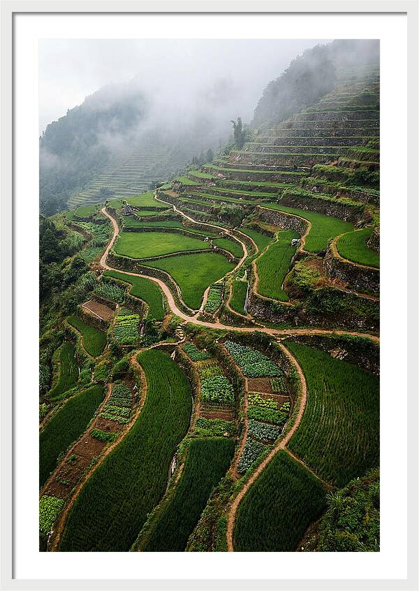 Terraced Hillside Overlook