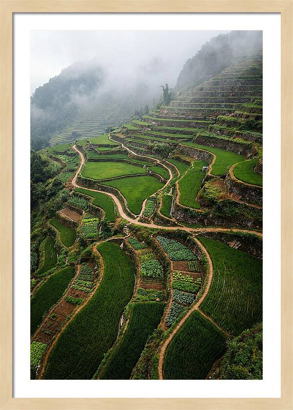 Terraced Hillside Overlook