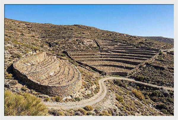 Terraced Vineyard On Steep Hillside