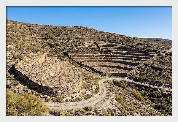 Terraced Vineyard On Steep Hillside
