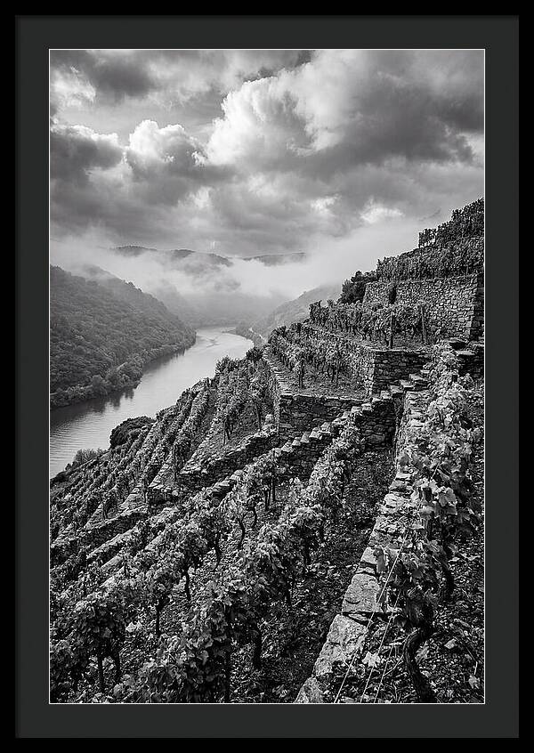 Terraced Vineyards In Mosel Valley
