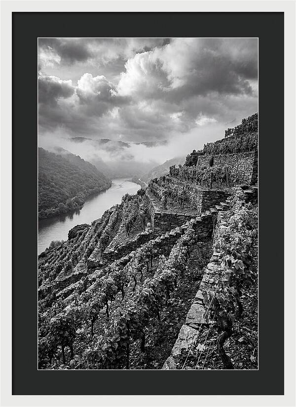 Terraced Vineyards In Mosel Valley