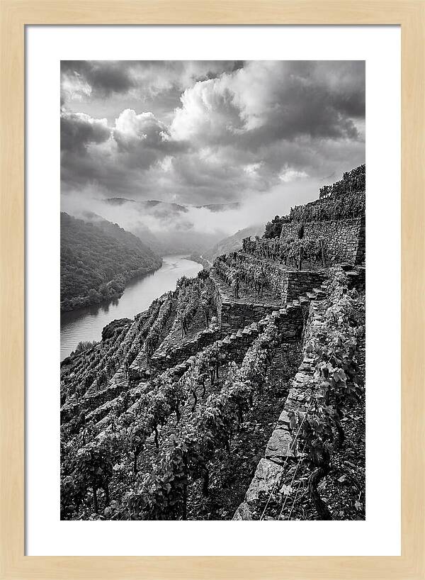 Terraced Vineyards In Mosel Valley