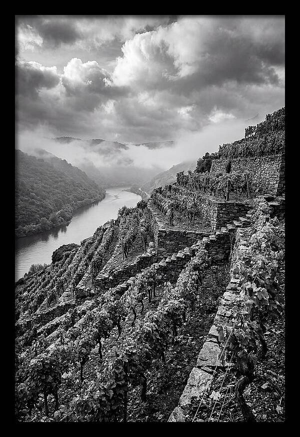 Terraced Vineyards In Mosel Valley
