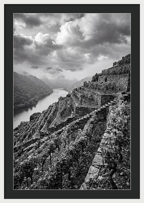 Terraced Vineyards In Mosel Valley