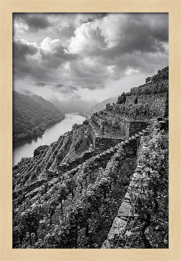 Terraced Vineyards In Mosel Valley